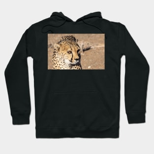 Cheetah. Hoodie